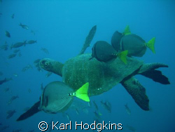 Feeding time! Turtle gets a clean surgeon fish gets a feed by Karl Hodgkins 